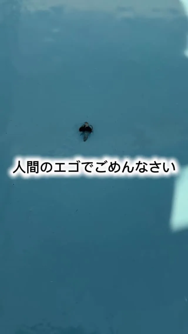 【綺麗に仕上げたい、人間のエゴでごめんなさい】
