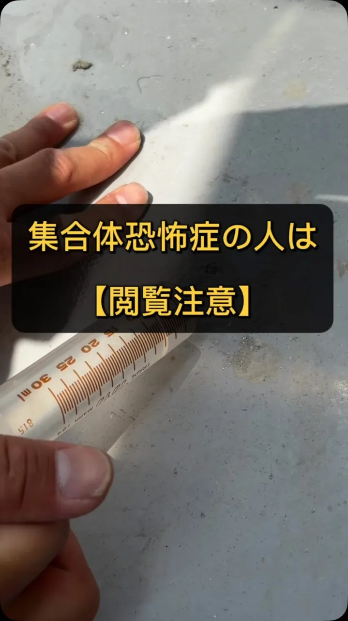 閲覧注意⚠️ 集合体恐怖症の人は見ないでください💦